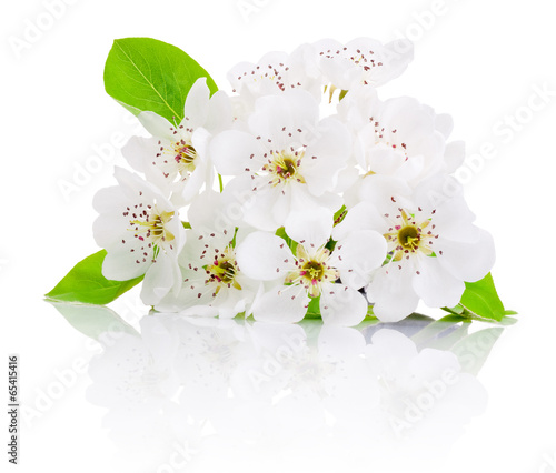 Fototapeta Spring flowers of fruit trees isolated on white background