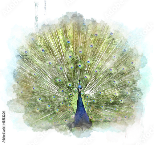 Peacock