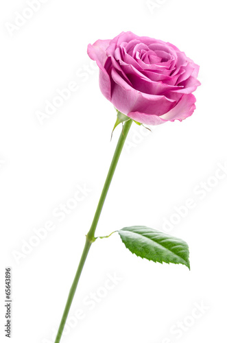 Fototapeta Pink rose isolated on white