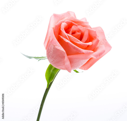 Lacobel Rose