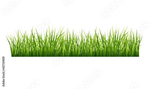 Grass