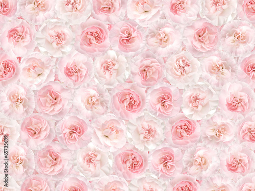  Flower background from a pink carnation