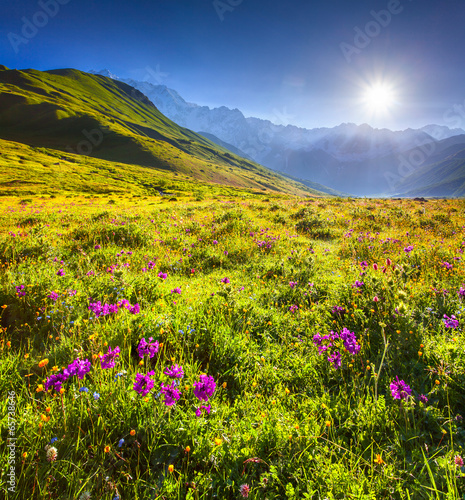  Blooming pink flowers in the Caucasian mountains.