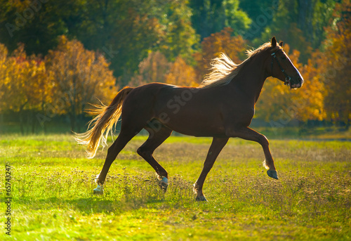 Fototapeta horse