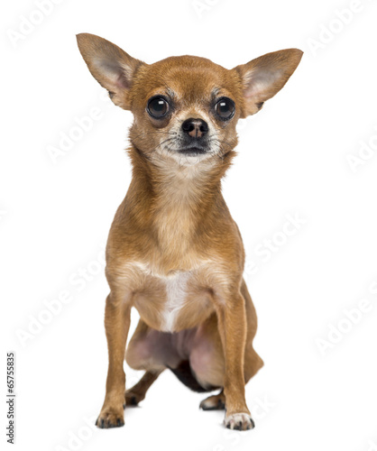 Fototapeta Chihuahua (1 year old)