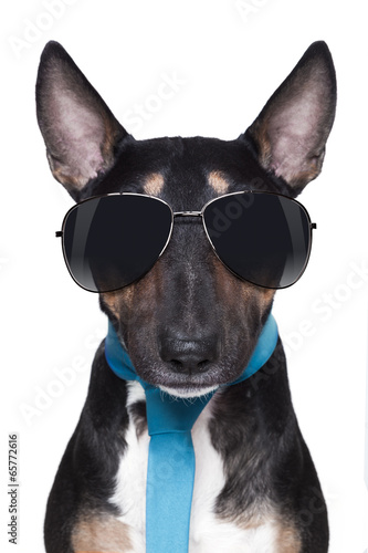 Lacobel cool Bull Terrier DOG