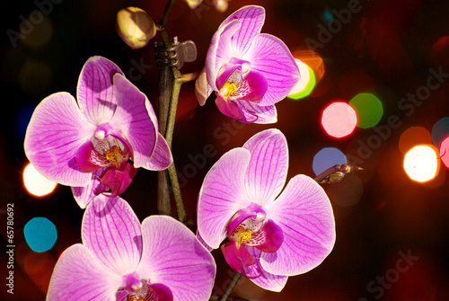 Lacobel orchid