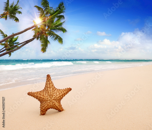  Starfish with ocean , beach and seascape.