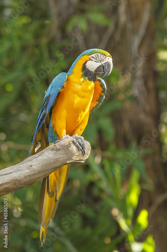Lacobel Blue and Yellow Macaw Bird