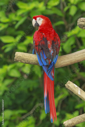  Scarlet Macaw bird