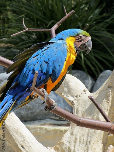 Lacobel perroquet