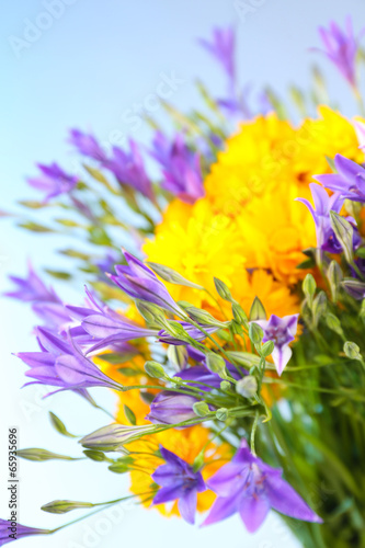Fototapeta Beautiful wild flowers, on light blue background
