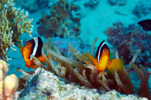  Clownfishes