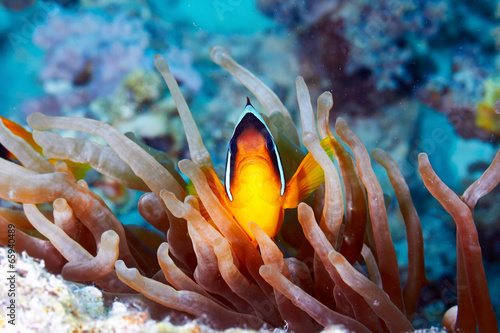 Lacobel Clownfish