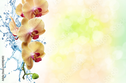 Lacobel yellow flowers orchids isolated on white