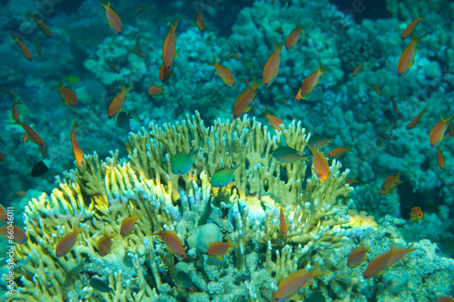 Fototapeta colorful fishes