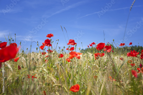 Corn poppies