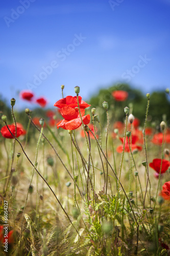 Corn poppies