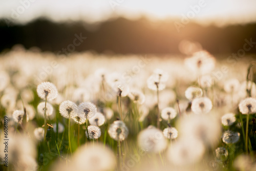  dandelion field at sunset