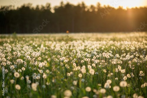 dandelion field at sunset
