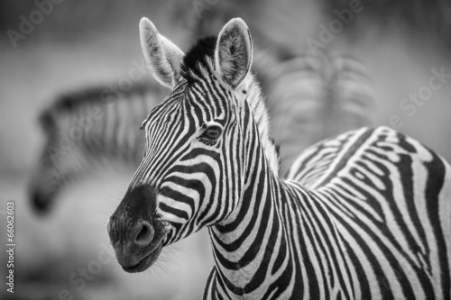  A herd of Zebra grazing in the early morning in Etosha, Namibia
