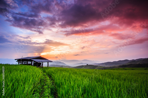 Fototapeta Paddy Green in the sunset, Chiangmai province of Thailand