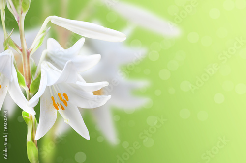 Fototapeta white flowers background