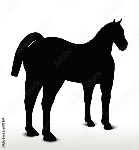  horse silhouette in standing still position