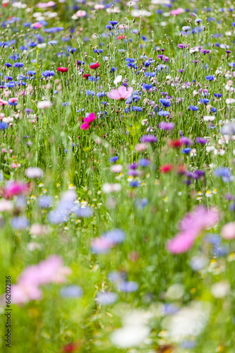 flower meadow