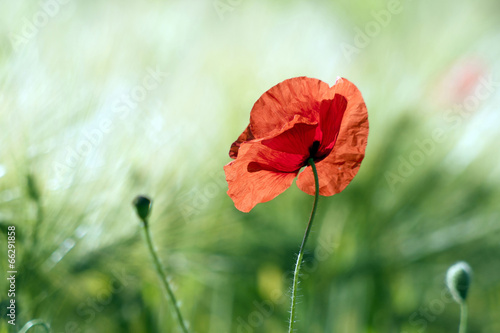 wild poppy flower