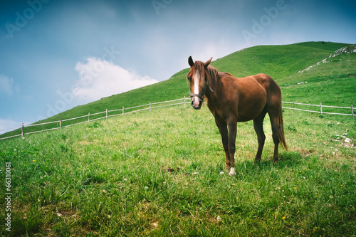 Horse