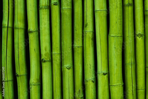 Fototapeta Bambusreihe grün