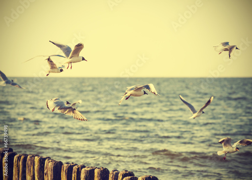 Filtered Vintage Retro Styled birds on the sea.