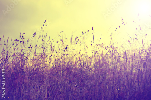 Vintage summer meadow