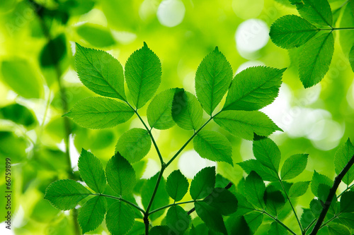 green leaves