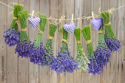 lavendel