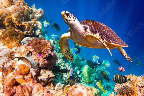 Hawksbill Turtle - Eretmochelys imbricata Poster
