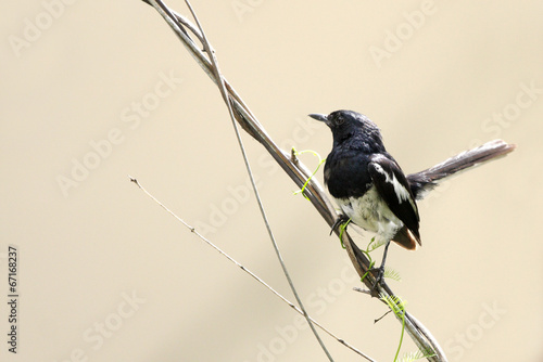 Fototapeta Beautiful male Oriental Magpie-Robin sitting on wire