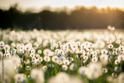 Lacobel dandelion field at sunset