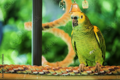 Lacobel Green parrot