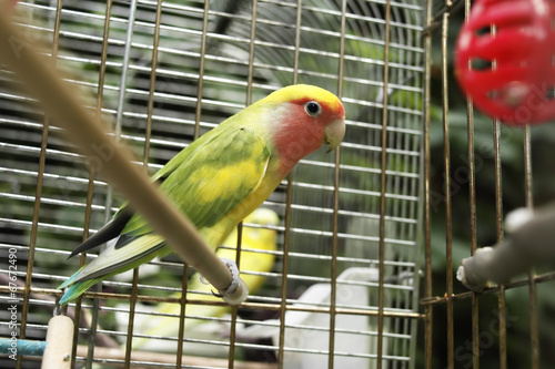 Fototapeta Close up of a small parrot