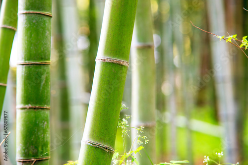 Lacobel The bamboo forest of Kyoto, Japan