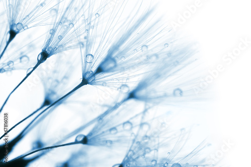 Lacobel Super macro shot - blue dandelion with droplets on white
