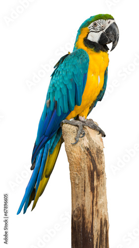  Macaw bird isolated on white background, clipping path