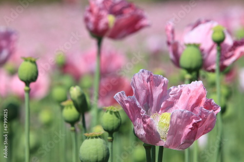 Mohnblumenfeld