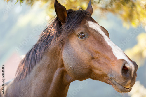 purebred racing horse