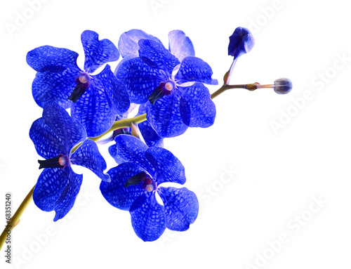 Vanda orchid