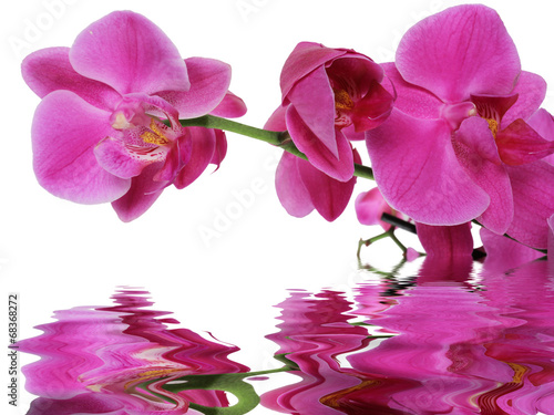 reflet d'orchidée