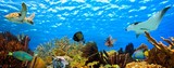 underwater panorama of a tropical reef in the caribbean poster
