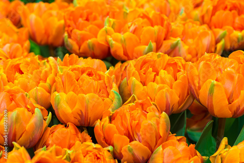Orange tulips